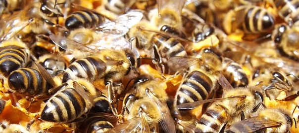 Nahaufnahme eines Bienenstocks